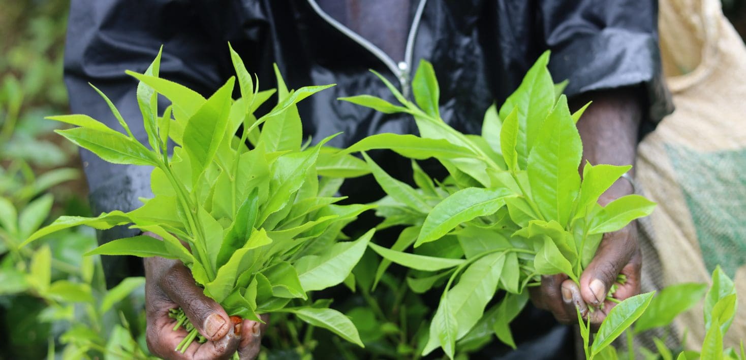 A person hold tea leaves on a Sri Lankan estate