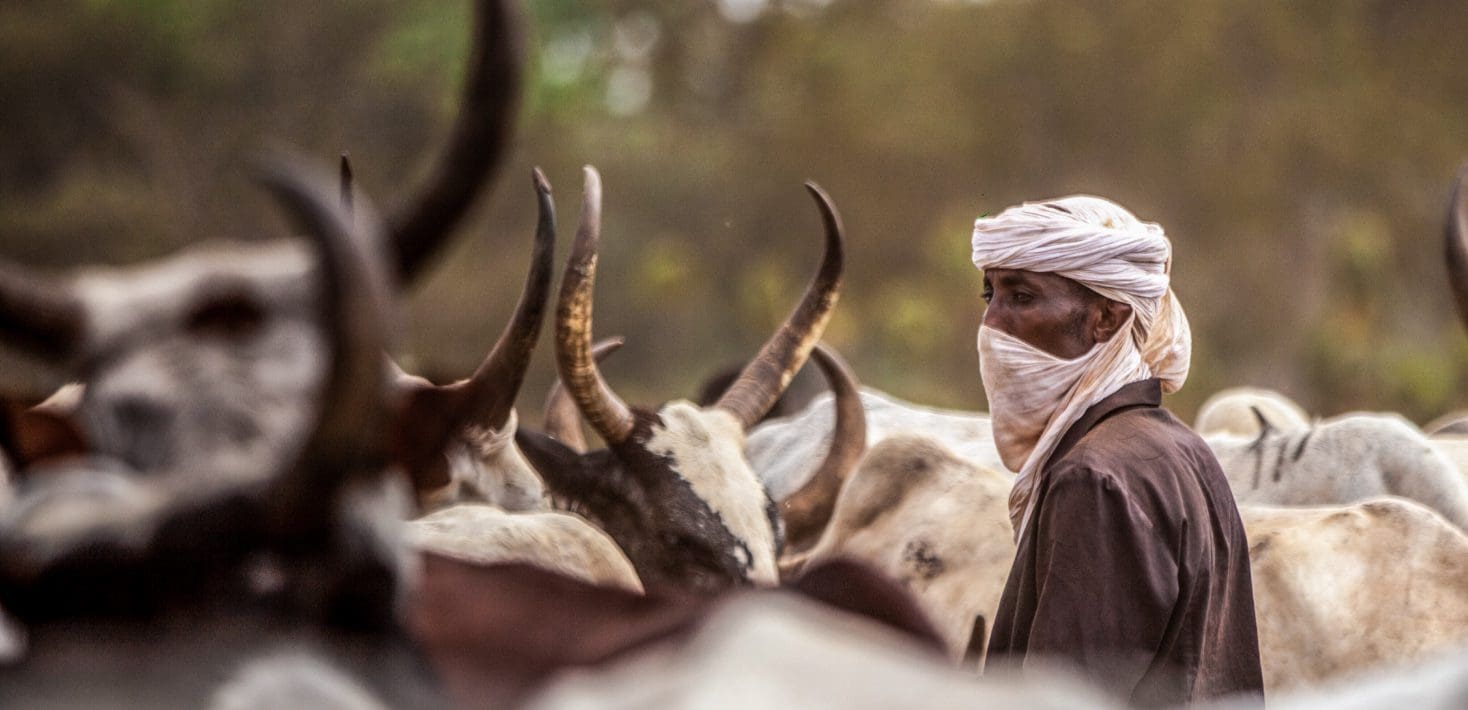 A man in a dark cloak wearing a white scarf around his head and face stands among a herd of long horned black and white cattle.